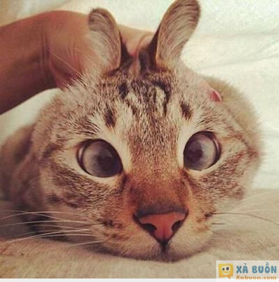  :x  em đã kêu đây là con thỏ .. mày thằng bạn em cứ kêu là con chó  :x 