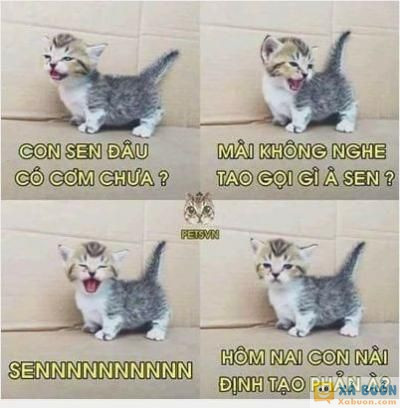  :d  ai nuôi mèo mới hiểu :p  :x :x  -  haivl | hài hước | hài vl  