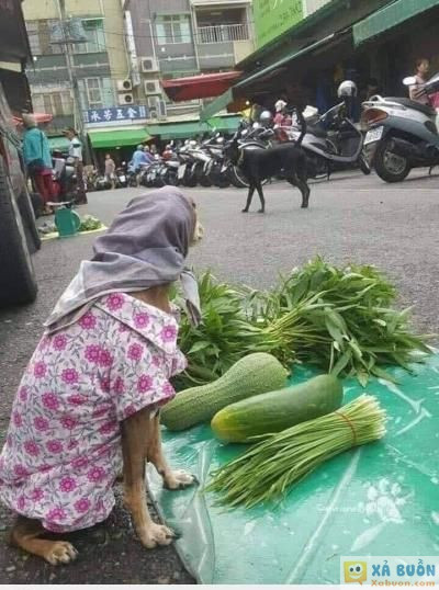  <3  con nhỏ hồi đó chê mình nghèo đây mà  :d  -  haivl | hài hước | hài vl 