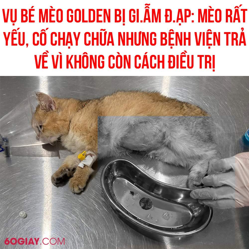 Gia ĐÌnh 2 BÉ Trai CÓ Con MÈo CŨng Mang Đi CẤp CỨu Bạn Un Chủ Nhân Bé Mèo Cho Biết 14 Ngày 