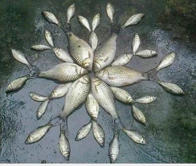  =)) <3   nghệ thuật sắp xếp cá.:))  :d  -  haivl | hài hước | hài vl  