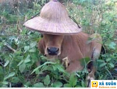  :)  vâng. đây chính là bò đội nón trong truyền thuyết.  :v 