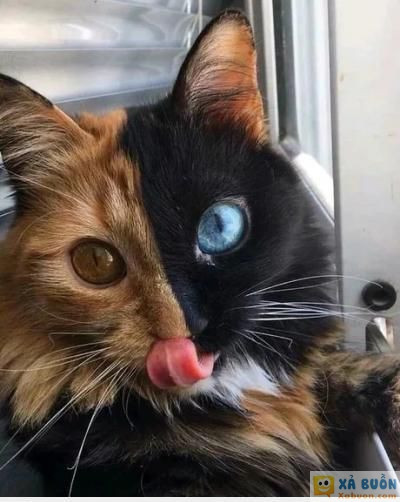  :v  tỉ lệ phát hiện 1/1000000  <3 <3   -  haivl | hài hước | hài vl  