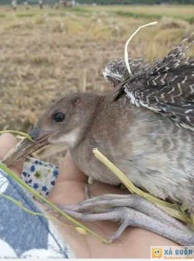  :x  chắc chỉ ai ở nông thôn mới biết, bỏ gặt để đuổi bắt cả buổi chiều...  :d 