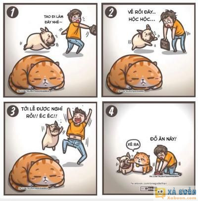  :(  this is à con mèo  :(  -  haivl | hài hước | hài vl  