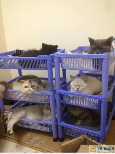  =))  kí túc xá  =))  -  haivl | hài hước | hài vl  