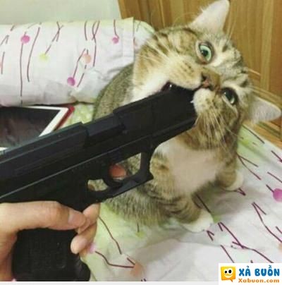  hài hước   nó đã biết quá nhiều  :v  -  haivl | hài hước | hài vl  