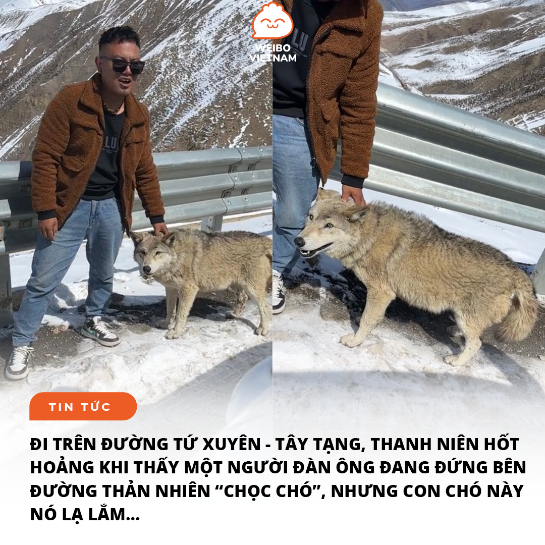 CHỌC CHÓ…

Đoạn video ghi lại hình ảnh người đàn ông thản nhiên đứng bên lề tuyến đường Tứ Xuyên - Tây Tạng để…chọc “chó” do người qua đường quay được mới đây khiến CDM vô cùng bất ngờ. Đứng lề đường “trêu chó”Xem thêm thì cũng không có gì lạ, có khi đang đi thấy chú chó đẹp quá nên anh chàng kia muốn xuống sờ thử. Nhưng mấu chốt là con chó này nó…lạ lắm, trông nó giống sói hơn là chó…

[32k likes] Sói: Biến mau, không được cướp thức ăn của ta!
[26k likes] Sói: Mài quay xong chưa? Xong rồi thì đến lượt tao khai vị đây
[58k likes] Cẩu: Nhìn cái rì mà nhìn biến mau, nhiều người nhìn tao không nuốt trôi được

-Cá-
#weibovietnam #wbvn #news