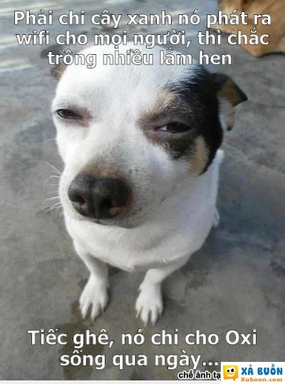  haivl  cứ chặt nhanh đi nhé :d  =))  -  haivl | hài hước | hài vl  