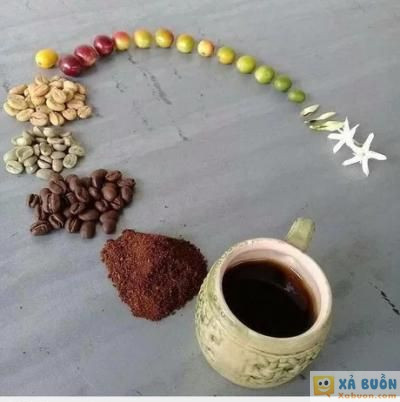  <3 <3   từ hoa đến ly cà phê  :x  -  haivl | hài hước | hài vl  