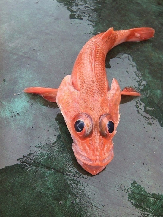 cá chép hóa rồng -  haivl | hài hước | hài vl  