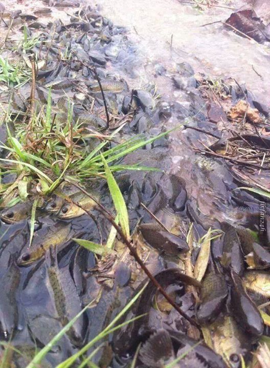 Em bắt con cá rô đồng về làm canh cá rôn :d -  haivl | hài hước | hài vl 