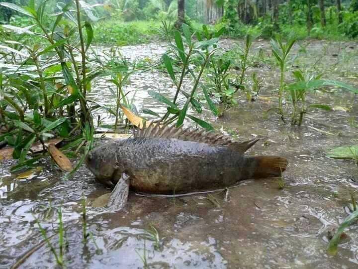 Cá rô đồng -  haivl | hài hước | hài vl  