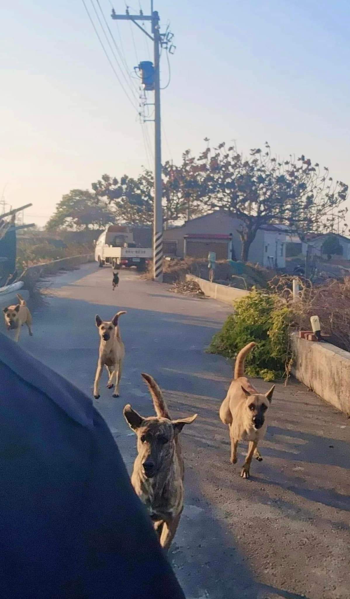 Hình ảnh minh chứng cho câu: Mày thì có chó nó mới yêu 🤣