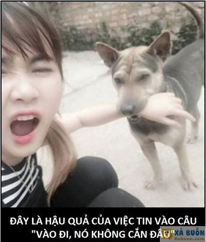  <3 <3   nó không cắn đâu, nó chỉ đớp thôi  :v  -  haivl