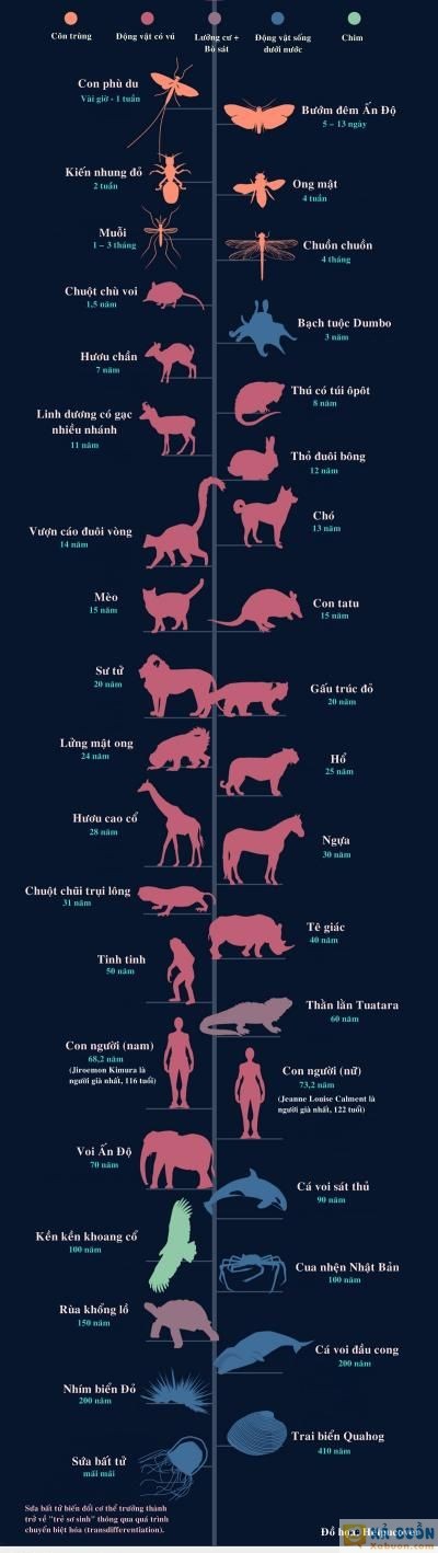  :v  tuổi thọ của các loài động vật  :v  -  haivl | hài hước | hài vl 