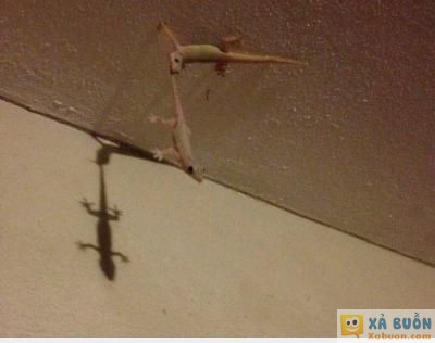  :x  em náº±m ngá»­a Ä‘i em...vÃ  cÃ¡i káº¿t.  =))  -  haivl