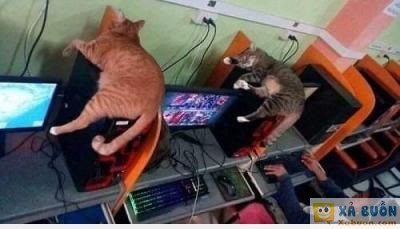  :x :x  net tay vịn  :3  -  haivl | hài hước | hài vl  