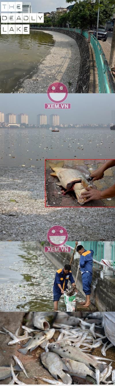  :3  hình ảnh cá chết nhìn phát ớn ở hồ tây hà nội  :d 