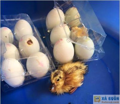  <3  mua tá trứng mà chưa được ăn quả nào ? hà nội nắng thấy mẹ rùi  :3 