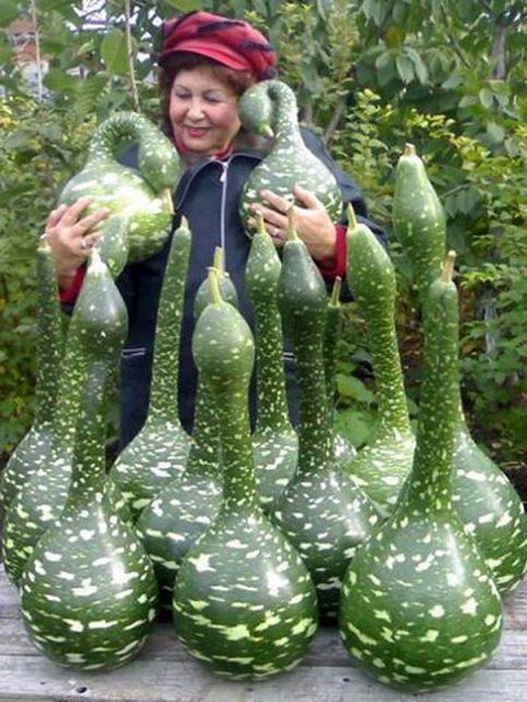 Nhà em có một dàn này ạ :x -  haivl | hài hước | hài vl   