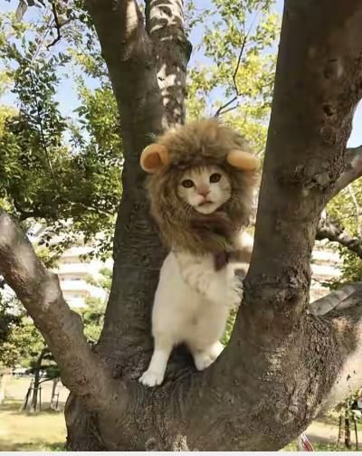  :(  ta là sư tử nha !!  :d  -  haivl | hài hước | hài vl   