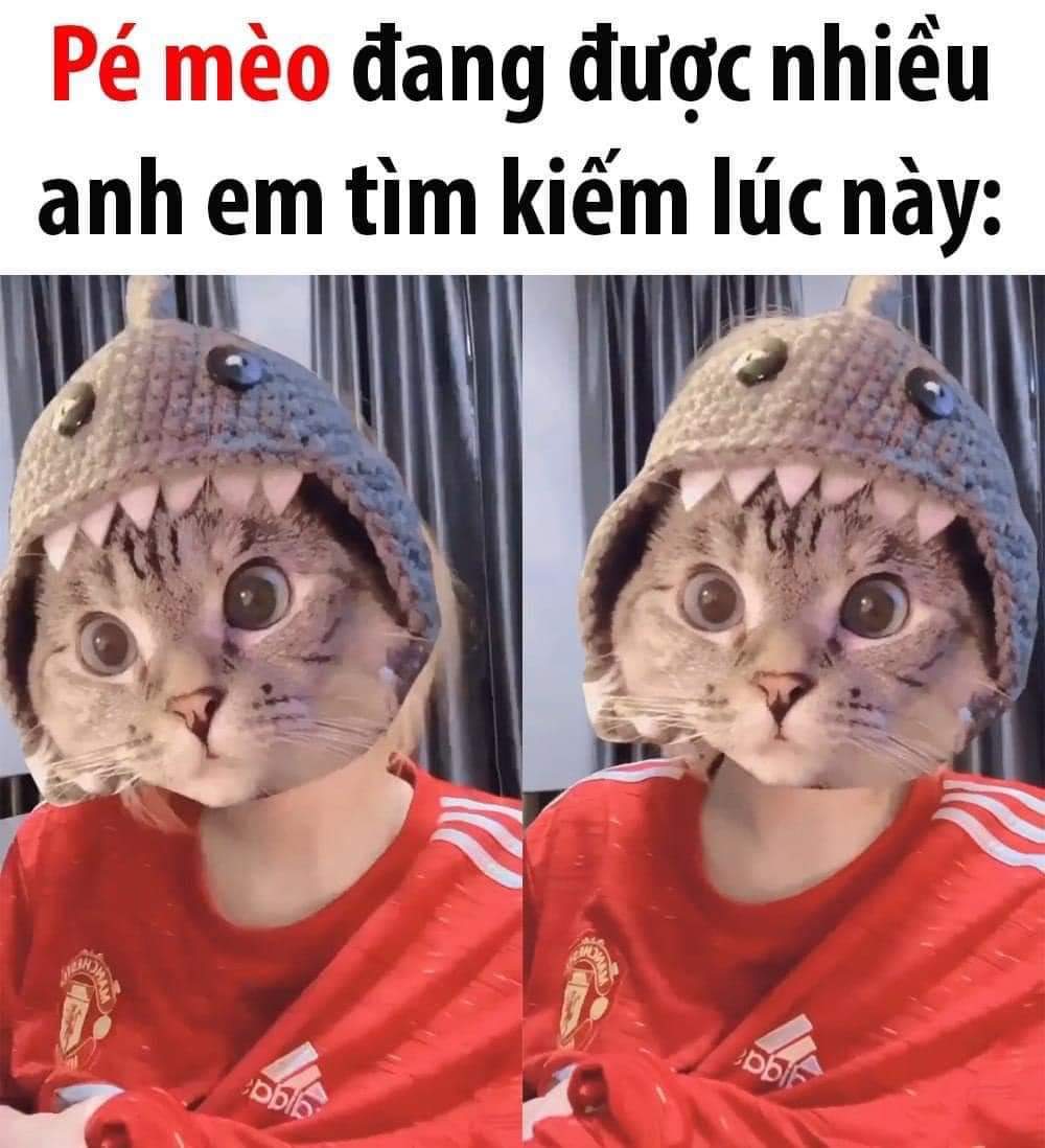 Mèo Này Nhìn Quen Quen Haivl Hài Hước Hài Vl 