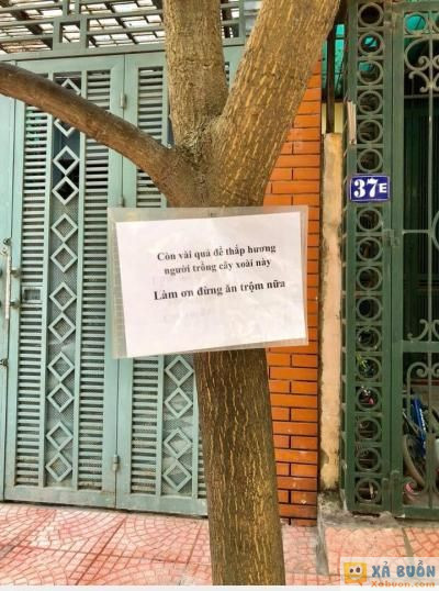  :d  chủ cây có tâm  =))  -  haivl | hài hước | hài vl   