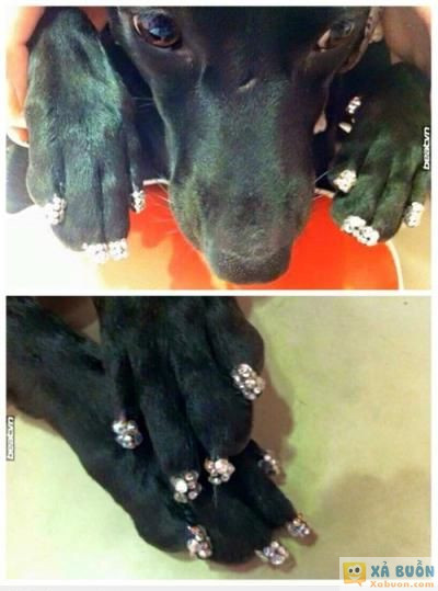  =)) <3   ping bộ móng đón tết nào :d  :v  -  haivl | hài hước | hài vl 