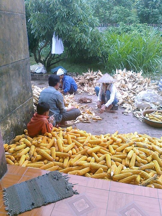 Ngô nhà mình -  haivl | hài hước | hài vl  