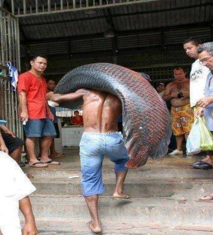 Con cá to thế các bác -  haivl | hài hước | hài vl  