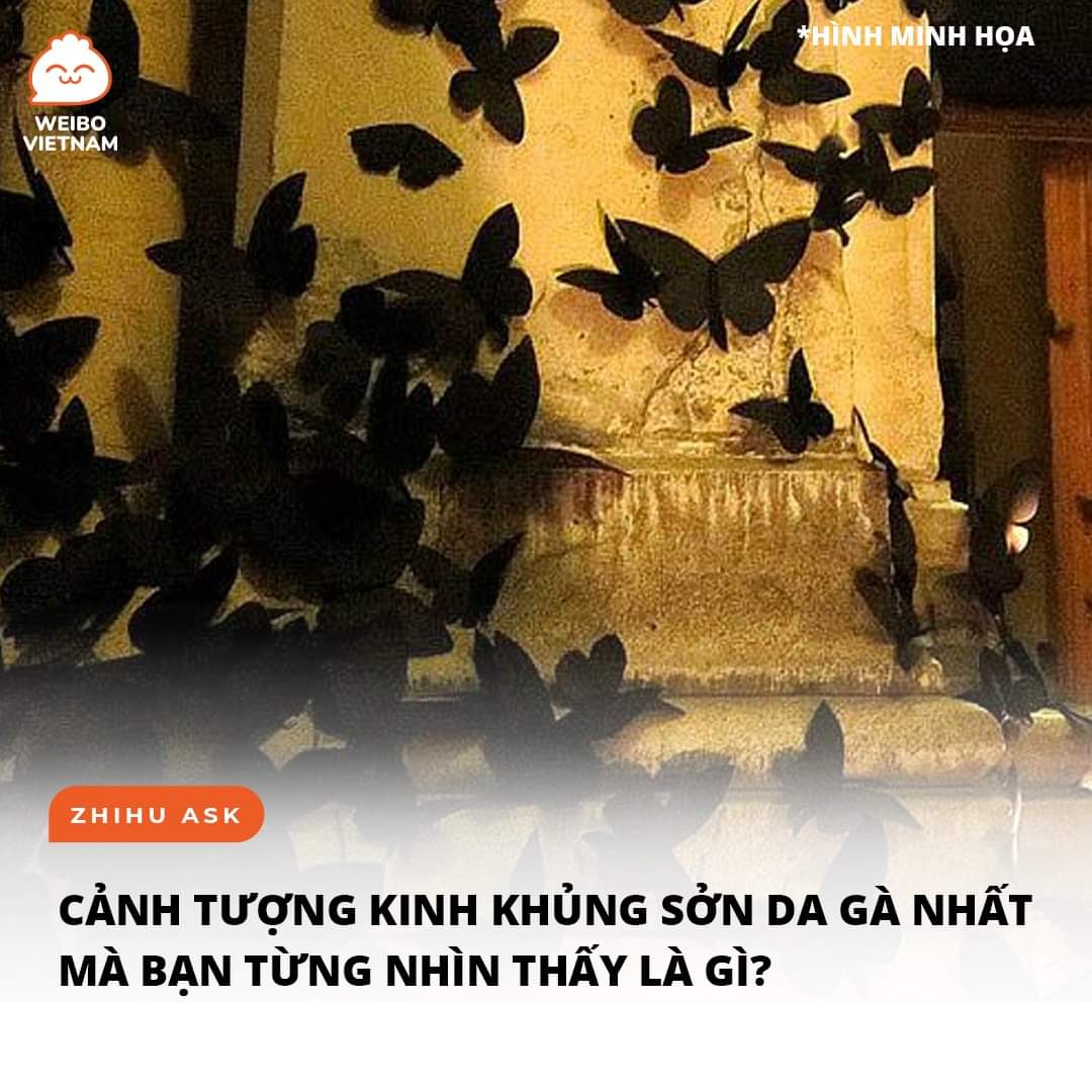 CẢNH TƯỢNG KINH KHỦNG SỞN DA GÀ NHẤT MÀ BẠN TỪNG NHÌN THẤY LÀ GÌ?

Tôi có một cô bạn rất thích ăn nhộng nên thường xuyên mua về ăn, nhà cô ấy cũng nuôi cả mèo nữa. Có một lần tôi mua 2 cân rưỡi nhộng Tussah (đặcXem thêm sản Đông Bắc) về tặng cho cô ấy, để trong phòng bếp, chắc là cô nàng quên mất nên để con mèo nghịch ngợm kéo cả túi nhộng lôi xuống dưới đáy tủ.

Khoảng 1 tháng rưỡi sau đó thì nhà cô ấy bắt đầu xuất hiện những con bướm đêm siêu to khổng lồ, khi đó cô ấy thường xuyên gọi tôi tới nhà bắt bướm hộ.

Nhưng tôi bị sợ sâu bọ oke? Bảo tôi đi bắt chuột bắt chó tôi còn làm được đằng này lại bảo tôi bắt bướm? Cuối cùng vì quan hệ thân thiết nên dù lông gà lông vịt rơi đầy ra đất tôi vẫn nhắm mắt… Xem thêm