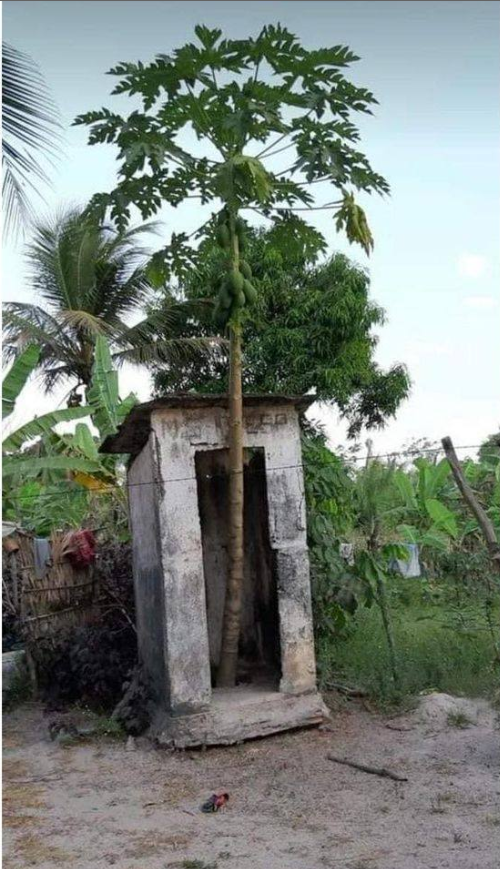 Ăn quả nhớ kẻ trồng cây -  haivl | hài hước | hài vl   