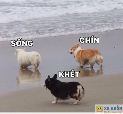  :3  mỗi bộ lông là một sắc thái khác nhau  =)))  :3  -  haivl