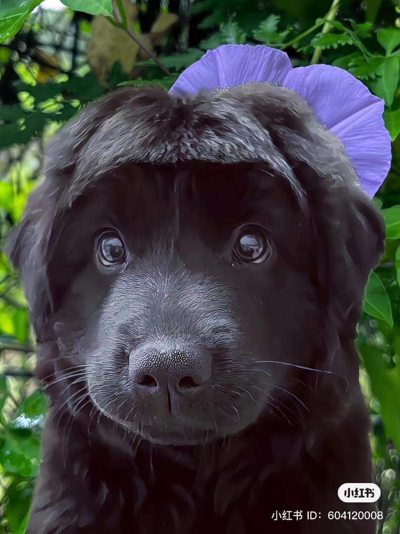 Mái ng0^’ có làm iem xao xuyếnnnn 🥹 -  haivl | hài hước | hài vl  