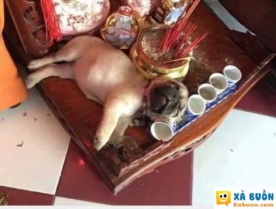  <3  gia môn bất hạnh, gia chủ bất lực...  hài hước   -  haivl