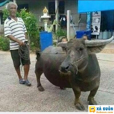  :)  chân ngắn đáng yêu mà :p  haivl  -  haivl | hài hước | hài vl  