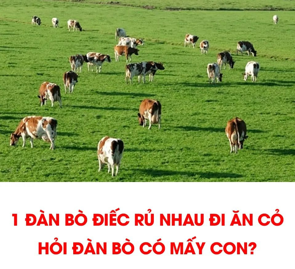 Đàn bò có mấy con -  haivl | hài hước | hài vl  