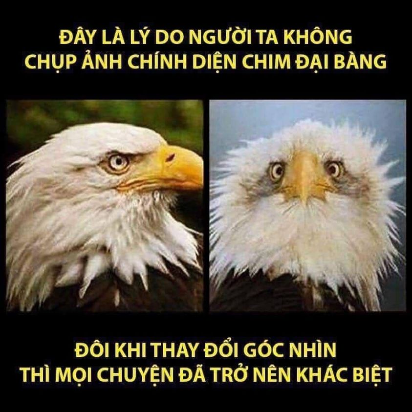 Lý do chim đại bàng k bao giờ được chụp chính diện :)