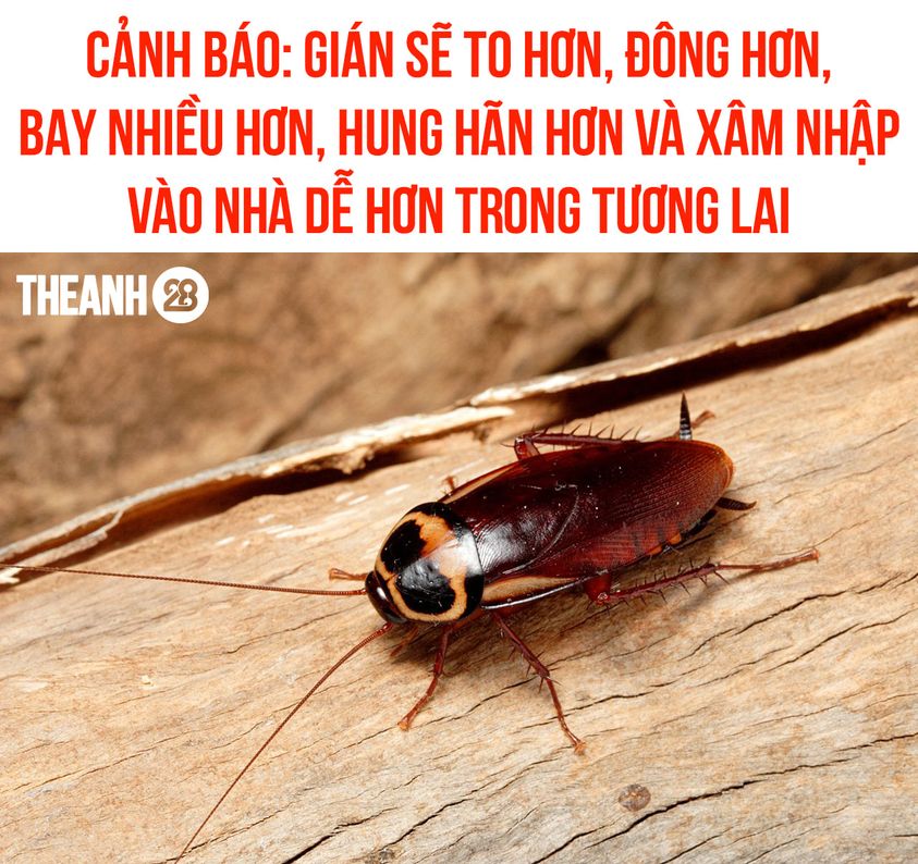 Thời của Tiểu cường sắp đến rồi :) -  haivl | hài hước | hài vl 