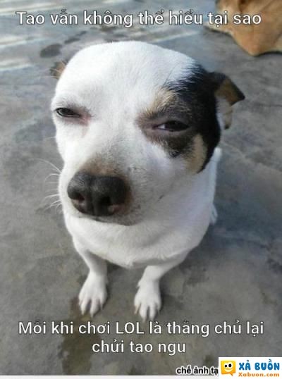  =))  "mày ngu như chó ấy": gamer lol said  haivl  -  haivl