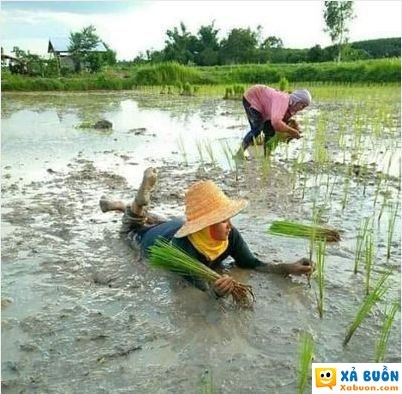  <3  nay đi cấy mệt mỏi quá  :x  -  haivl | hài hước | hài vl  