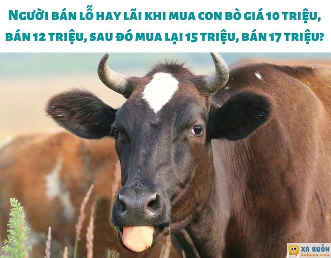 Bài toán tính lãi bán bò gây tranh cãi -  haivl | hài hước | hài vl  