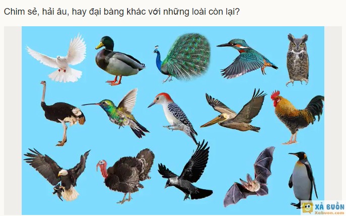 Loài nào không thuộc nhóm này? -  haivl | hài hước | hài vl   