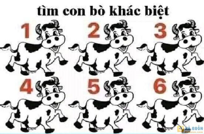 Đối vui: Con bò nào khác những con còn lại? -  haivl | hài hước | hài vl 