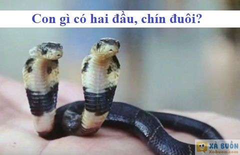 Đối vui: Con gì có hai đầu, chín đuôi? -  haivl | hài hước | hài vl  