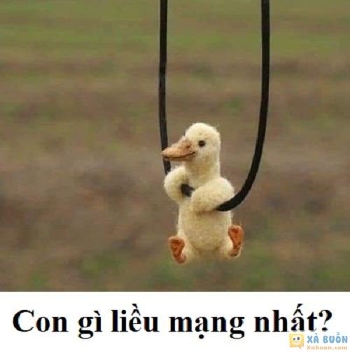 Đối vui: Đố bạn con gì liều mạng nhất? -  haivl | hài hước | hài vl 