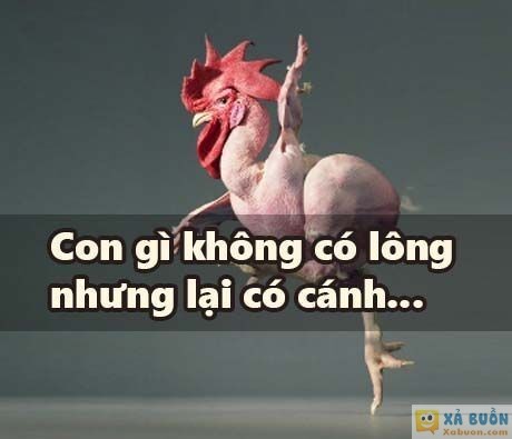 Đối vui: Đố mẹo: Con gì có cánh nhưng không có lông? -  haivl