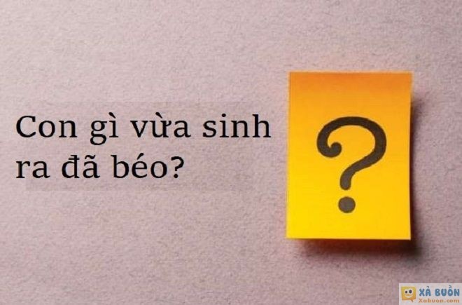 Đối vui: Đố mẹo: Con gì vừa sinh ra đã béo? -  haivl | hài hước | hài vl 