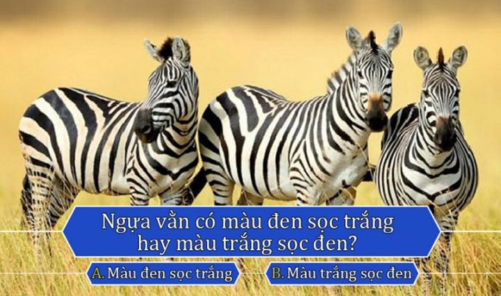 Đối vui: Đố vui: Ngựa vằn trong ảnh mang sọc trắng hay sọc đen?